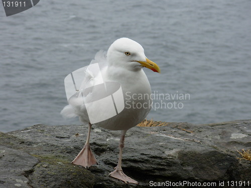 Image of seagull