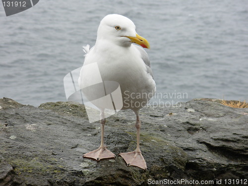 Image of seagull,bird