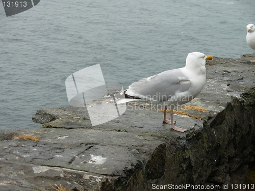 Image of Irish seagull