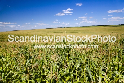 Image of Field with corn