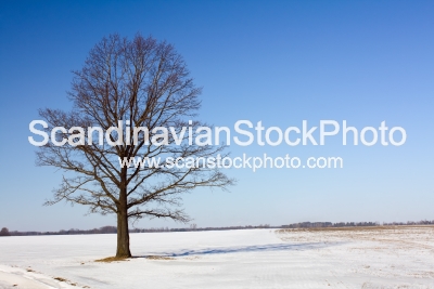 Image of Tree in the winter