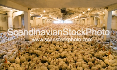 Image of Integrated poultry farm