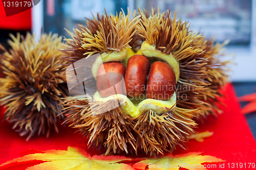 Image of Chestnut husk