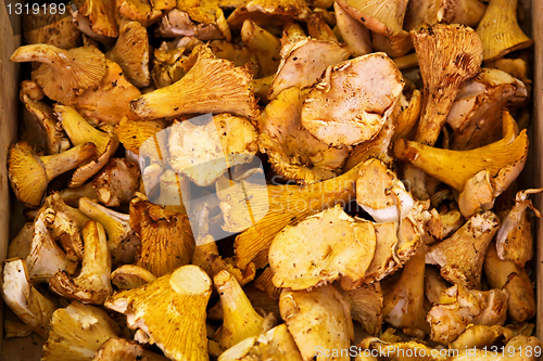 Image of Chanterelle mushrooms