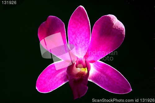 Image of Purple Orchid Close Up