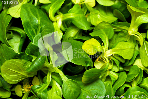 Image of Lamb lettuce