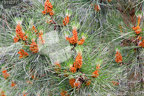 Image of Pine tree