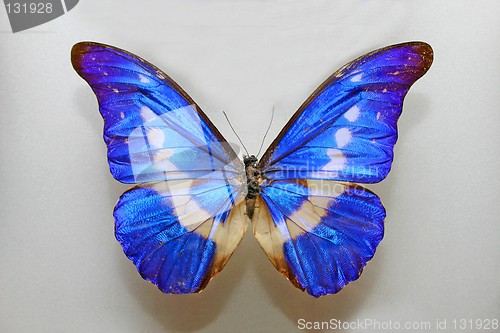 Image of Morpho Helena Butterfly
