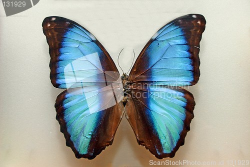 Image of Cyan butterfly
