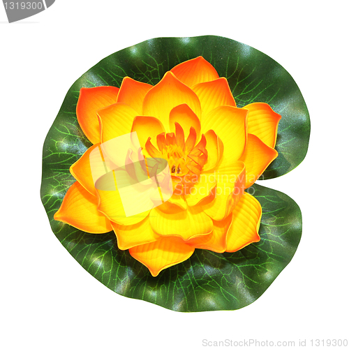 Image of Lotus flower