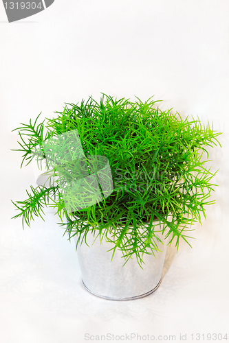 Image of Pot of grass