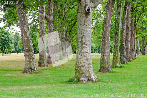 Image of Trees in row