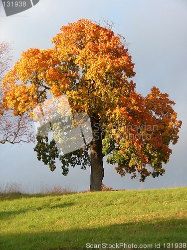 Image of tree