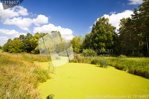 Image of Bog covered with ooze