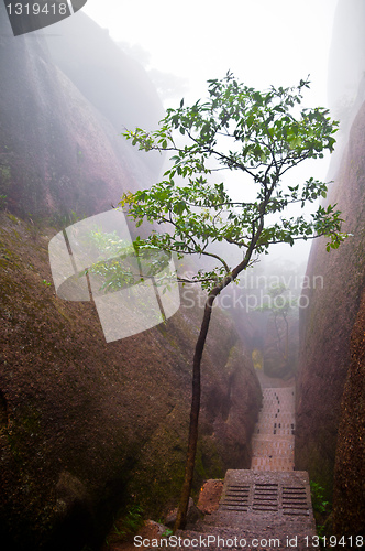 Image of Tree in a mountain path