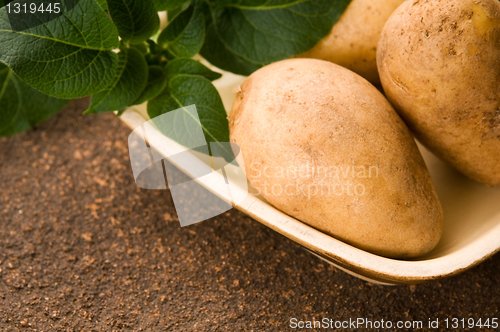 Image of New potato and green dill