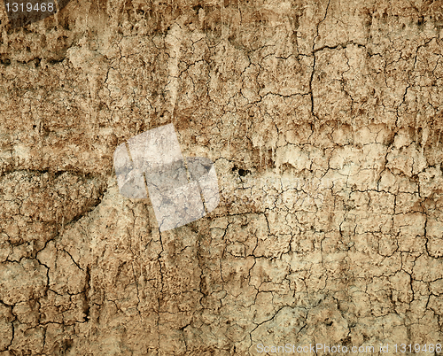 Image of Soil with cracks - wall of a large ravine