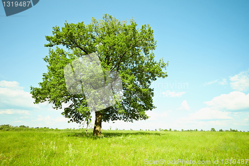 Image of Old oak tree on green meadows