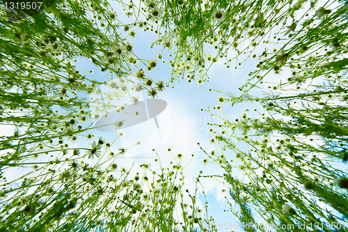 Image of Sky view from chamomile