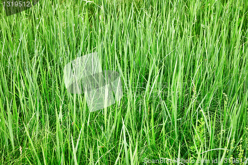 Image of Green tall grass - natural background