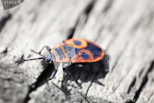 Image of Red poison bug - Pyrrhocoris apterus