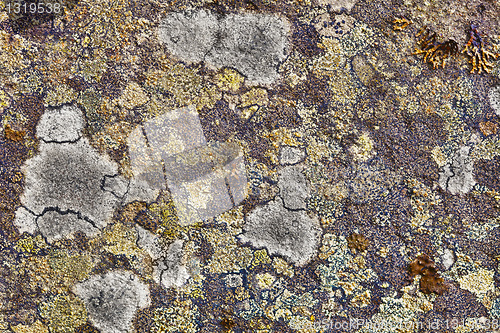 Image of Granite rocks covered with lichen