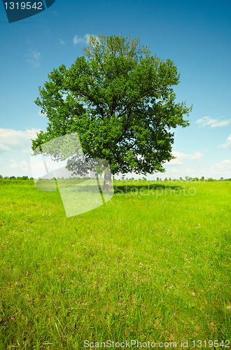 Image of Landscape - field with oak