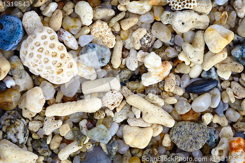 Image of Shells and coral on a tropical beach - background