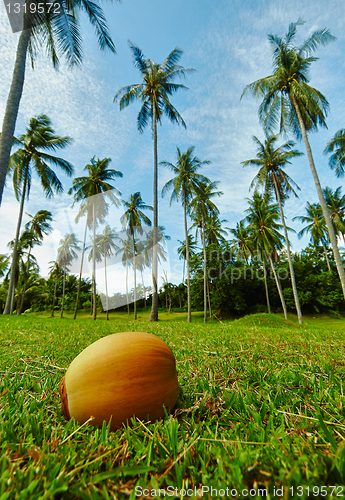 Image of Coconut lying on grass under palm