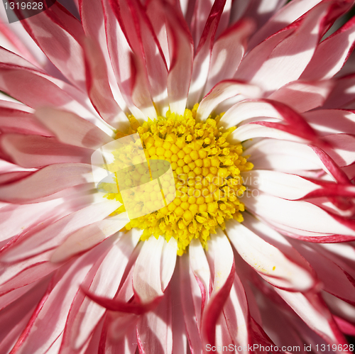 Image of Red flower with yellow middle