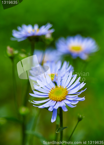 Image of Blue wildflowers on green background