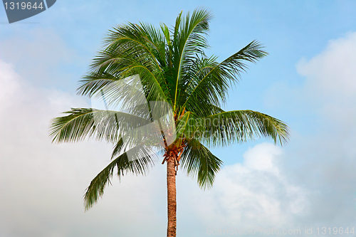 Image of Top of a coconut tree on sky background