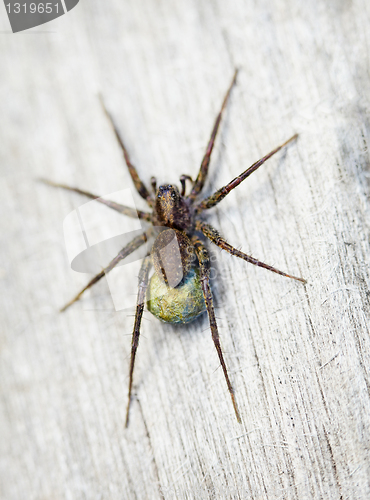 Image of Brown spider - Lycosidae