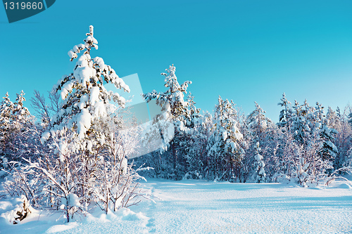 Image of Winter snow forest