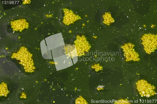 Image of Surface of muddy water with foam