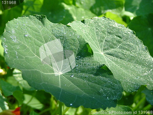 Image of Plant