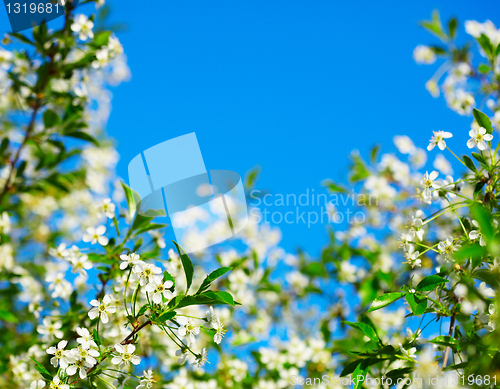 Image of Frame of cherry blossoms against the blue sky