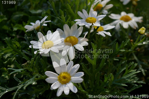 Image of ox-eye daisy