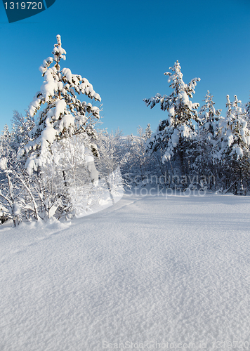 Image of Snowy winter forest