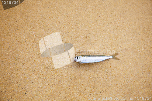 Image of Little fish on sandy beach - has died