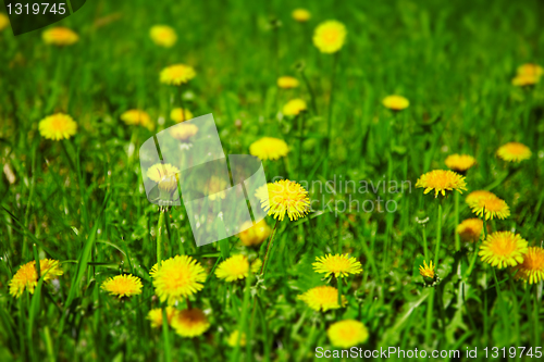 Image of Dandelions bloom in spring field