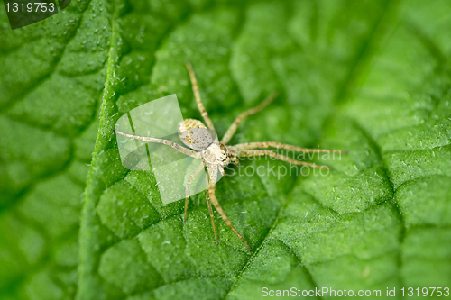 Image of Small spider on green leaf