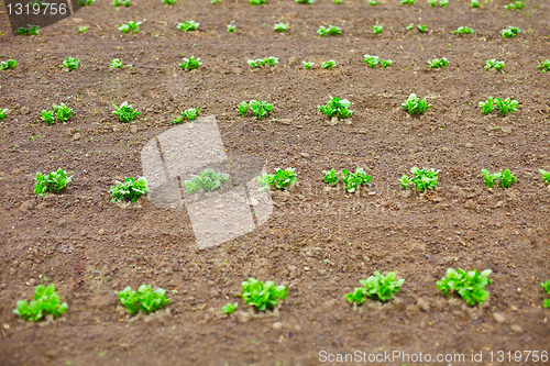 Image of Young potato shoots in on spring tillage