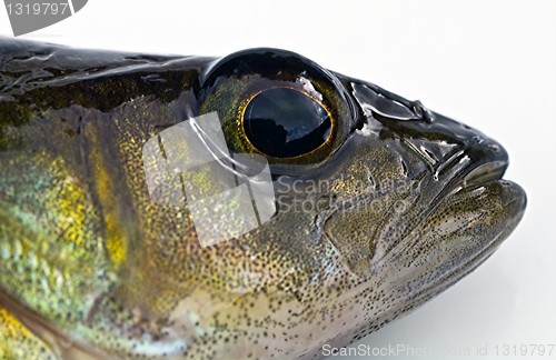 Image of The head of the perch