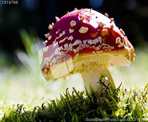 Image of Toadstool