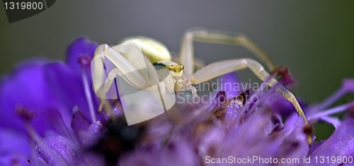 Image of Crab spider