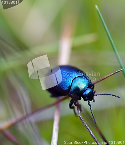 Image of Blue beetle