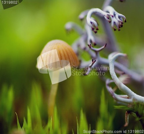 Image of Mushroom and lichen