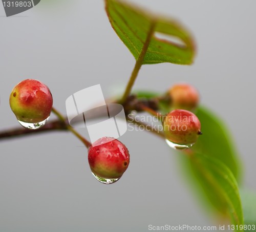 Image of Alder Buckthorn