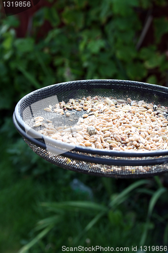 Image of bird feeder